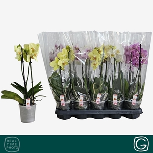 PHAL GEM 4 KL