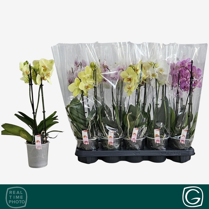 <h4>PHAL GEM 4 KL</h4>