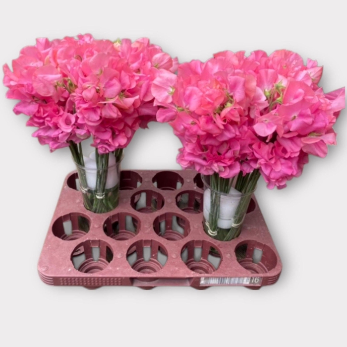 <h4>LATHYR ROM PINK PEAR</h4>