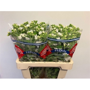 OXY CO PERF WHI HARM