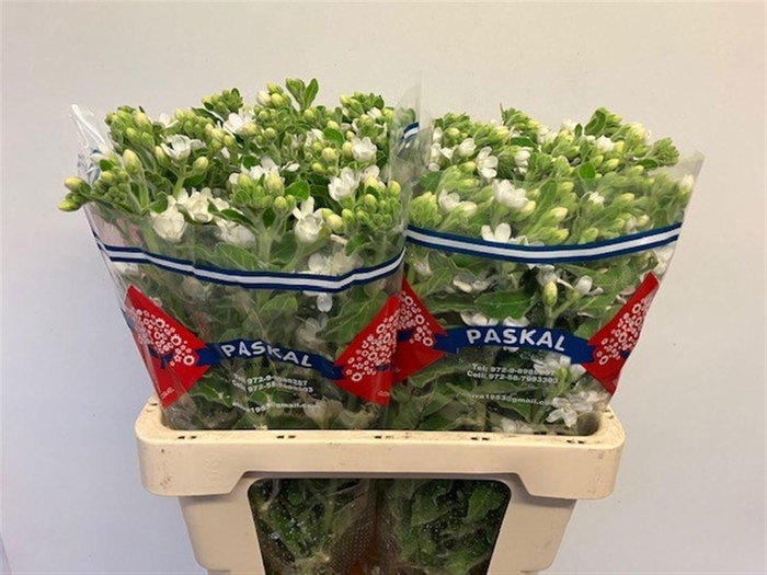 <h4>OXY CO PERF WHI HARM</h4>