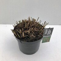 Miscanthus 'Flamingo' (10ltr)