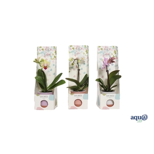 Valencia Mix Tiny Dolls Mix 1T7+ aqu@ in Tiny Box Hartjes