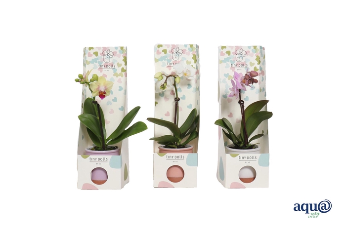 <h4>Valencia Mix Tiny Dolls Mix 1T7+ aqu@ in Tiny Box Hartjes</h4>