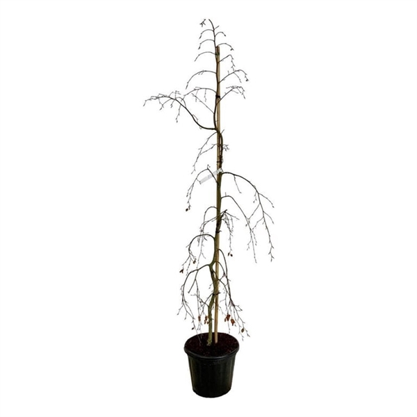 <h4>Fagus syl. 'Pendula'</h4>