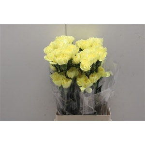Di St Emma Yellow