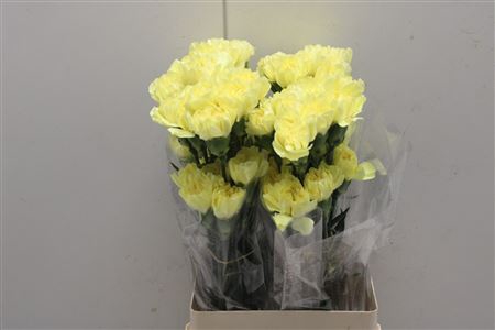 <h4>Di St Emma Yellow</h4>