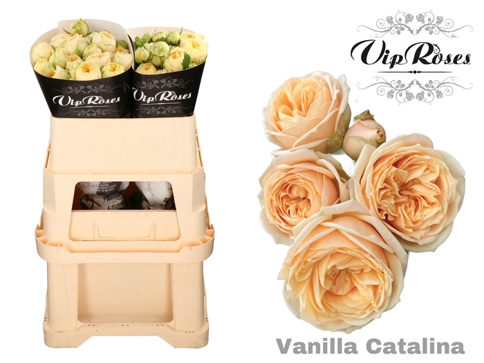 R TR VANILLA CATALINA