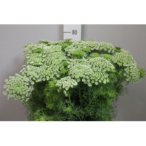 Ammi Vis Casablanca
