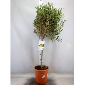 Olea europaea