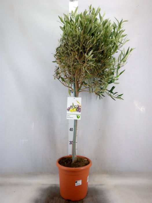 <h4>Olea europaea</h4>