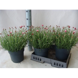 Rhodanthemum hosm. 'Zagora Pink'