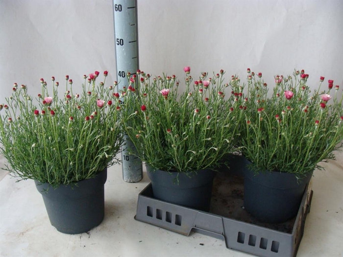 <h4>Rhodanthemum hosm. 'Zagora Pink'</h4>