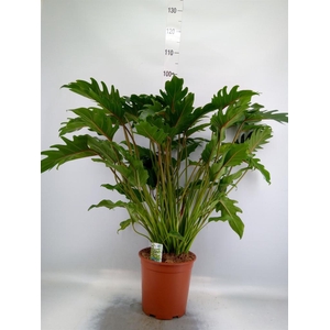 Philodendron xanadu