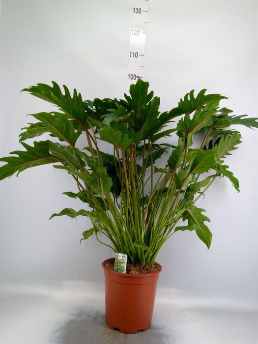 <h4>Philodendron xanadu</h4>