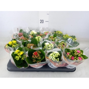 Kalanchoe blos. 'RoyalDon'   ..mix