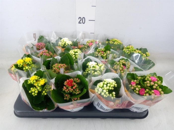 <h4>Kalanchoe blos. 'RoyalDon' ..mix</h4>