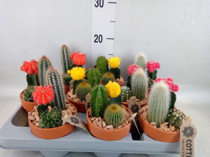 <h4>Arr.  Cactus L%</h4>