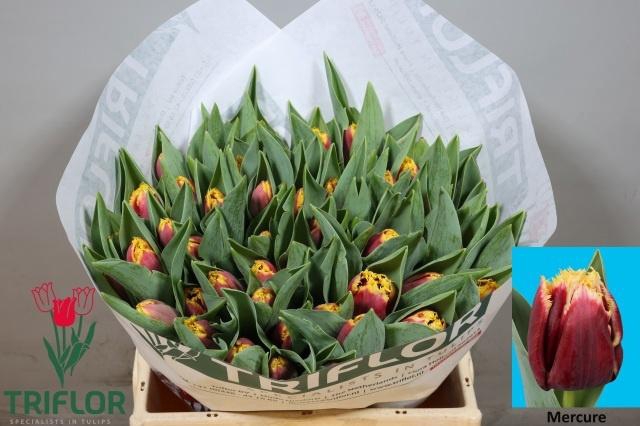 <h4>TU FR MERCURE</h4>