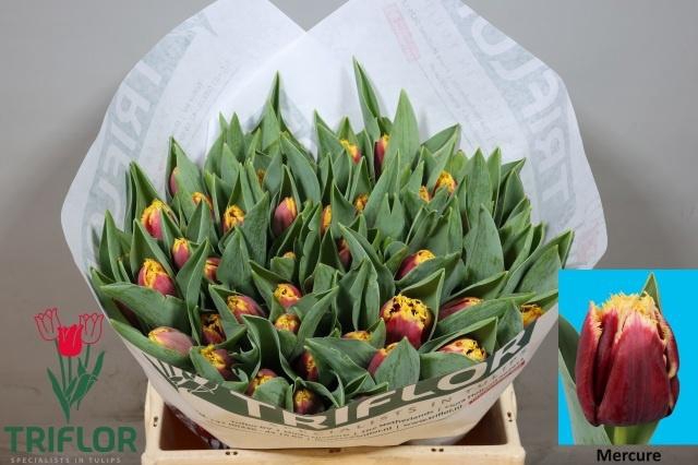 <h4>TU FR MERCURE</h4>