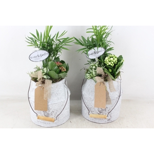 arr2 TD - Zink melkbus - roze/wit