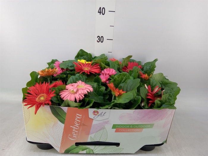 <h4>Gerbera  'Open Air'   ...mix</h4>