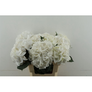 Hydr M Schneeball 60-18