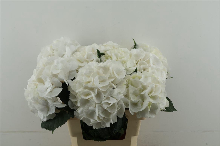 <h4>Hydr M Schneeball 60-18</h4>