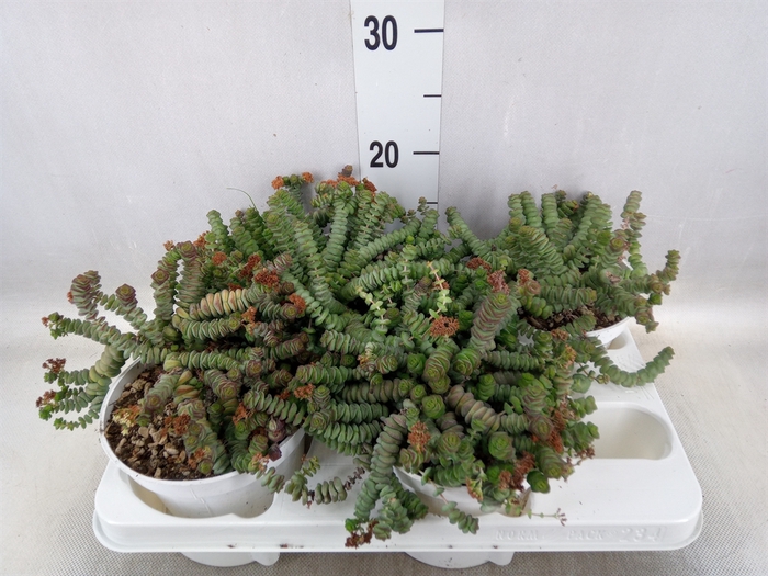 <h4>Crassula marnieriana</h4>