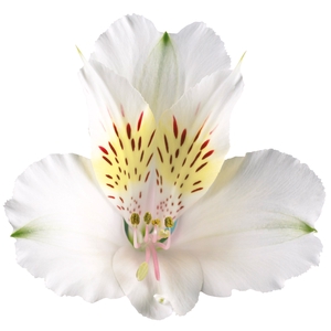 ALSTROEMERIA AVALANGE 080 CM