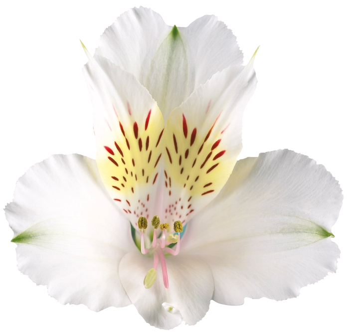 ALSTROEMERIA AVALANGE 080 CM