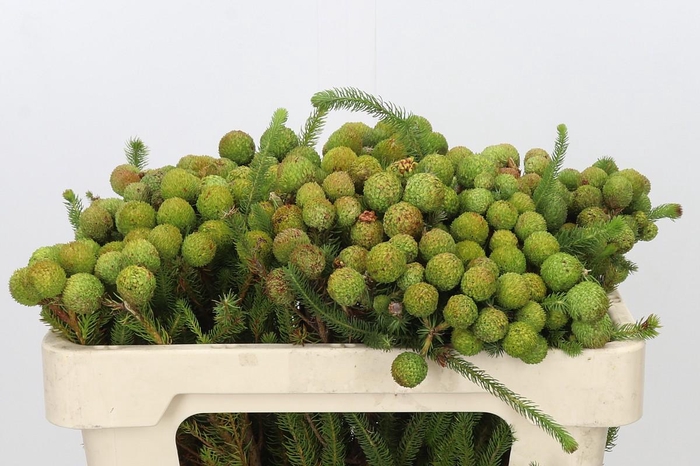 <h4>Kaaps Groen Baubles</h4>