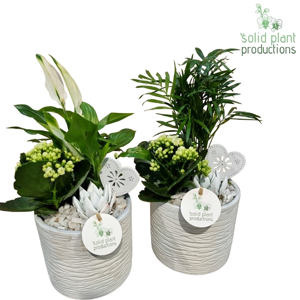 <h4>SCE001 Amy White Mix VM</h4>