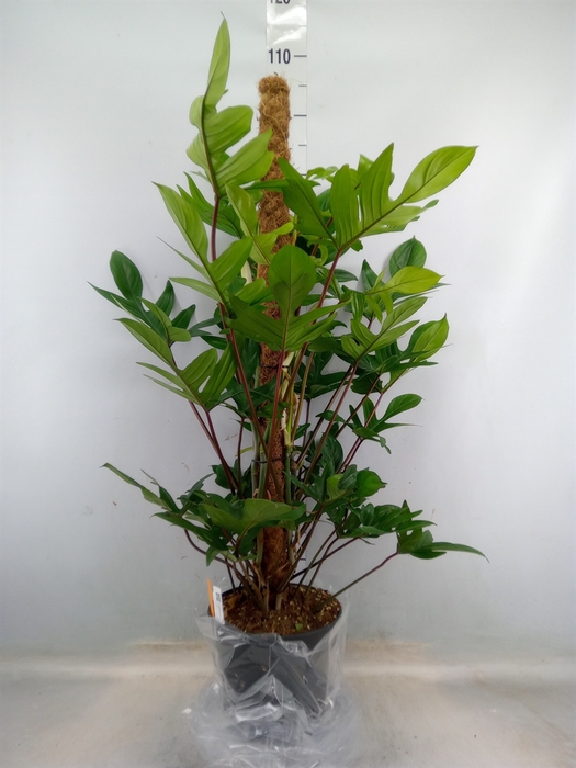 <h4>Philodendron pedatum</h4>