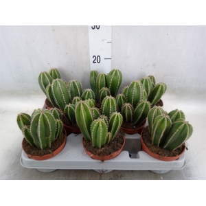 Cereus   ...