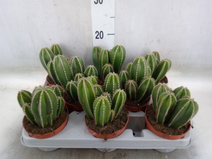 <h4>Cereus   ...</h4>