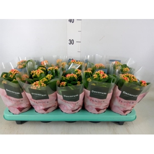 Kalanchoe blos. 'Serenity Coral'