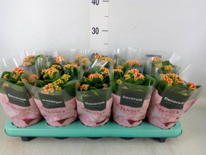 <h4>Kalanchoe blos. 'Serenity Coral'</h4>