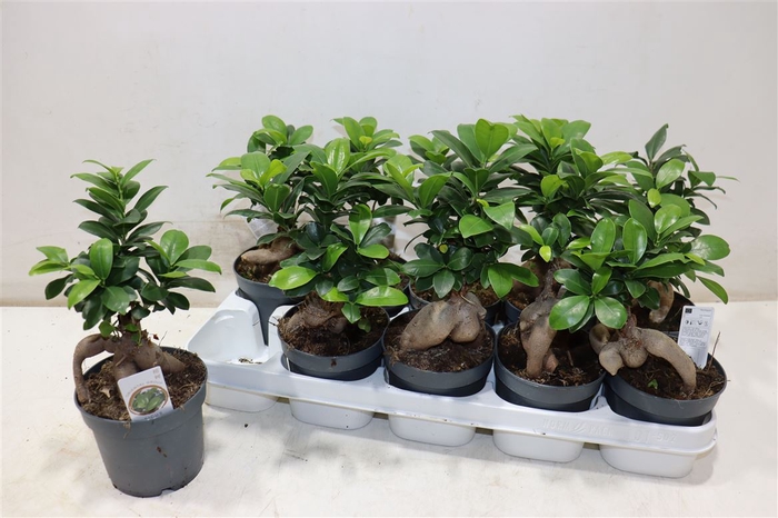 <h4>Fic Mi Ginseng</h4>