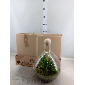 Arr.   Kamerplant Groen H%