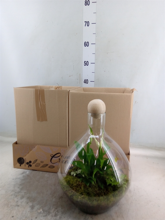 <h4>Arr.   Kamerplant Groen H%</h4>