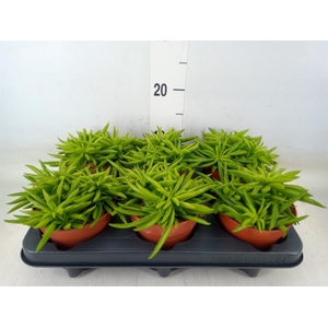 Peperomia ferreyrae 'Happy-Bean'