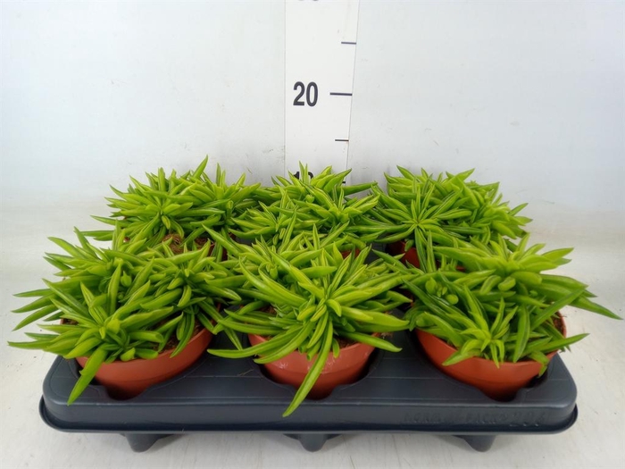<h4>Peperomia ferreyrae 'Happy-Bean'</h4>