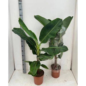 MUSA DWARF CAVENDISH