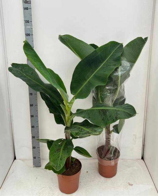 <h4>MUSA DWARF CAVENDISH</h4>