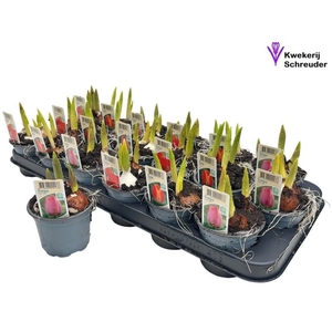 Tulipa gemengd 4 kleuren