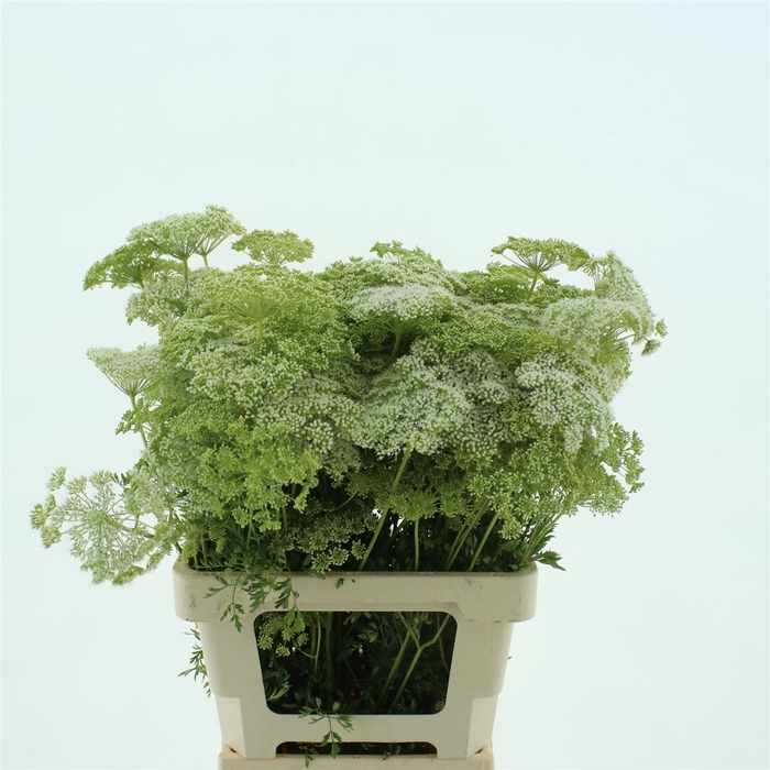 <h4>Ammi Visnaga</h4>