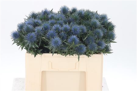 <h4>Eryngium Magnetar Qstar</h4>