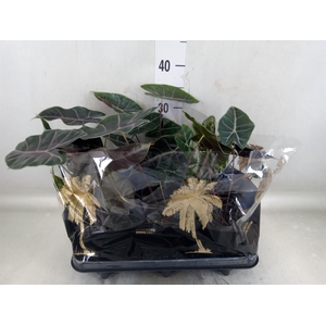 Alocasia   ...