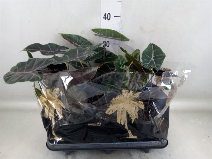 <h4>Alocasia   ...</h4>